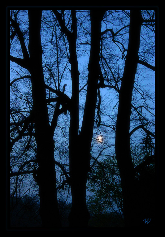 Měsíc za stromy